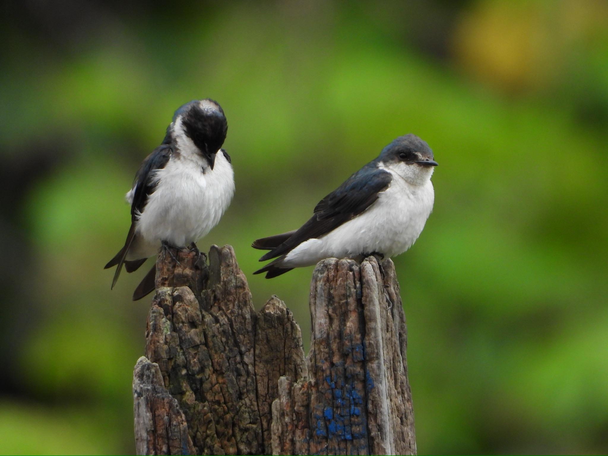 Arenal Volcano hiking — part of the Custom Adventure Package
